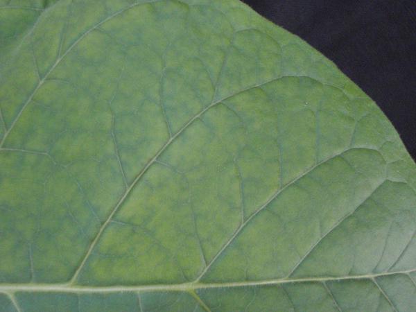 Thumbnail image for Tobacco - Iron (Fe) Deficiency